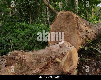 Due grandi steli di Pericopsis Mooniana separati da un Chainsaw Foto Stock