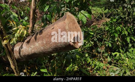 Vista laterale di un gambo sollevato di Pericopsis Mooniana albero dopo taglio a parti Foto Stock