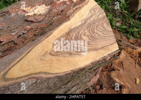Vista dall'alto di una bella texture legnosa di legno tagliato Pericopsis Mooniana stelo Foto Stock