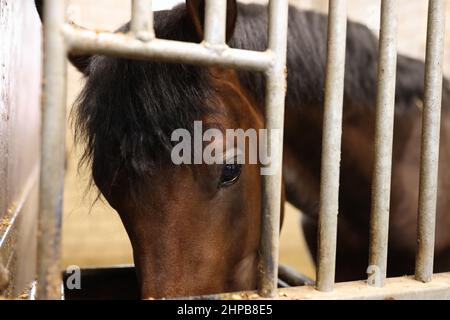 Il cavallo di baia mangia in alimentatore mentre sta in piedi in stallo Foto Stock
