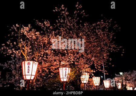 Kyoto, Giappone - 9 aprile 2019: Lampade di carta incandescente rosso fila fiancheggiata da alberi di fiori di ciliegio lungo il fiume Kamo durante Hanami sakura Foto Stock