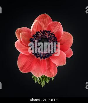 Primo piano di un Anemone rosso Foto Stock