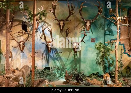 Collezione di animali che vivono nei boschi, mostra al Museo della Caccia e dell'Orsemanship nel Parco reale Lazienki di Varsavia, Polonia. Foto Stock
