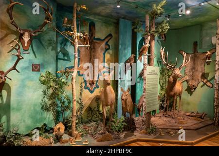 Collezione di mammiferi e uccelli che vivono nei boschi, mostra al Museo della Caccia e dell'Orsemanship nel Parco reale Lazienki di Varsavia, Polonia. Foto Stock