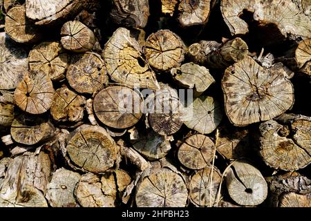 Pino di tronchi di legno vecchio, legna da ardere, Macro Foto Stock