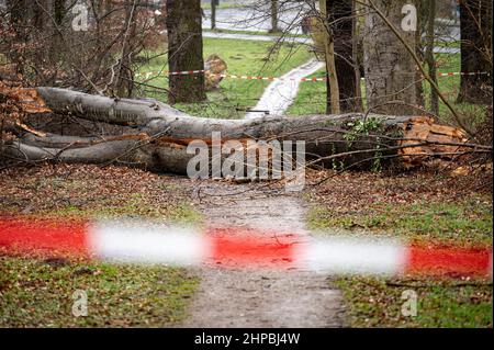 Berlino, Germania. 20th Feb 2022. Un albero caduto si trova su una strada panoramica chiusa. Credit: Fabian Sommer/dpa/Alamy Live News Foto Stock