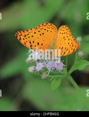 phalanta phalantha, leopardo comune o farfalla rustica macchiata in foresta tropicale, primavera Foto Stock