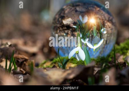 Primo piano di fiori di goccia di neve in fiore nella soleggiata primavera giorno nella foresta - fuoco selettivo, spazio copia Foto Stock
