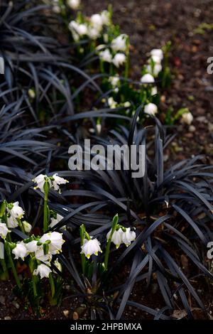 Leucojum vernum var carpaticum,leucojums,fiocco di neve primaverile,ophiopogon planiscapus nigrescens,erba mondo nera,liliturf nero,leucojum e ophiopogon, Foto Stock