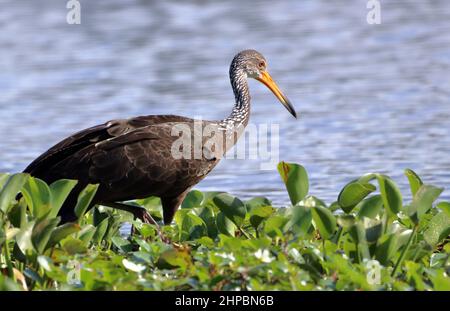 Limpkin (Aramus guarauna) arroccato nella vegetazione di un lago. Parco di Pituaçu; Salvador, Bahia Foto Stock