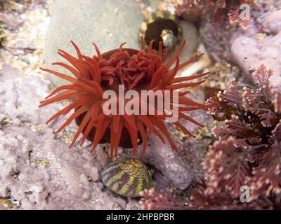 Beadlet Anemone attaccato alle rocce in una piscina rocciosa sulla costa della Cornovaglia con lumache di mare e alghe rosse Foto Stock