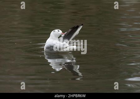 Il gabbiano dalla testa nera si prepara mentre galleggia sul lago Tehidy Foto Stock