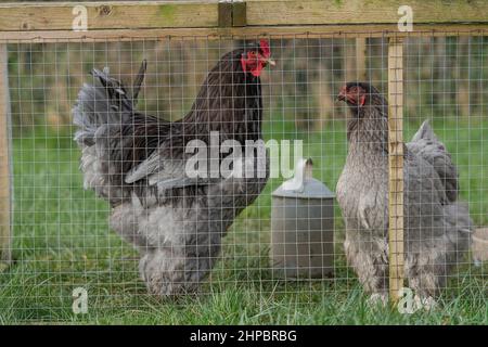 Un paio di polli Brahma blu in una poltina di pollo Foto Stock