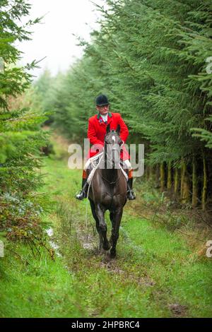 huntsman sul suo cavallo nella foresta Foto Stock