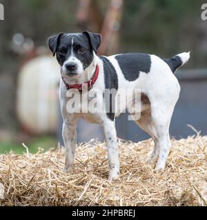 jack russell terrier sulla fattoria Foto Stock