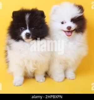 allegro carino cuccioli spitz Foto Stock