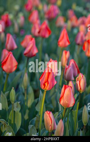 Un letto di tulipani rossi, con una profondità di campo poco profonda Foto Stock