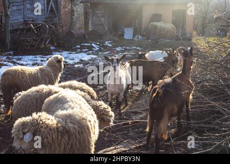 Primo piano di ovini e caprini domestici in piedi nel cortile Foto Stock