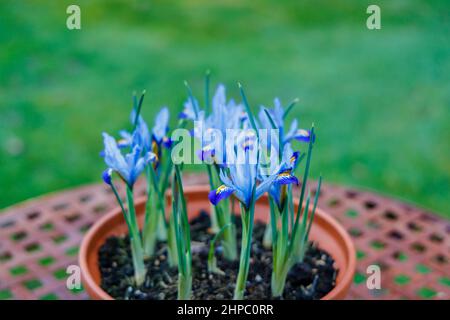 Una ciotola di blu, bianco e giallo bulbo hardy perenne iris reticulata 'Carolina' in fiore nel tardo inverno fino all'inizio della primavera (originaria dell'Iraq e dell'Iran) Foto Stock