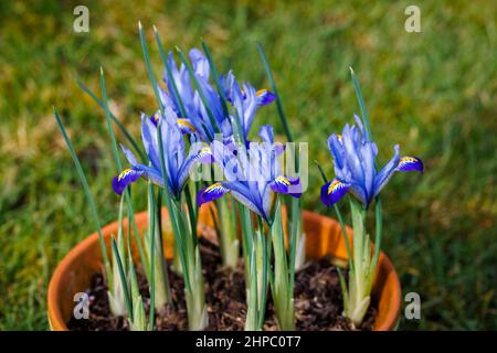 Ciotola di blu, bianco e giallo bulbo hardy perenne iris reticulata 'Carolina' in fiore nel tardo inverno fino all'inizio della primavera (originaria dell'Iraq e dell'Iran) Foto Stock