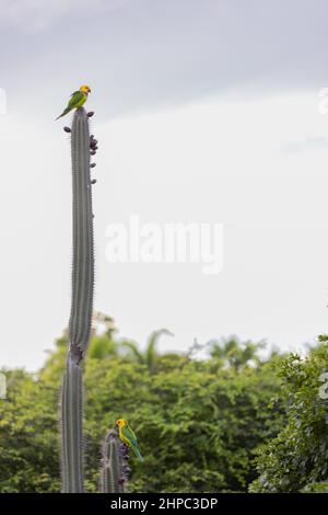 Due pappagalli sono seduti in cima al cactus. Uccelli tropicali. Foto Stock