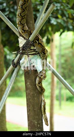 Python sull'albero al passaggio pedonale di Singapore Foto Stock