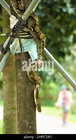 Python sull'albero al passaggio pedonale di Singapore Foto Stock