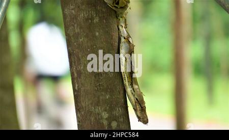 Python sull'albero al passaggio pedonale di Singapore Foto Stock