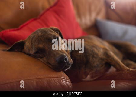 Cane che dorme su un divano in pelle. Messa a fuoco selettiva. Foto Stock