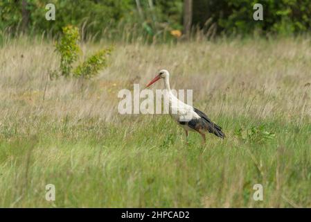 Un prato coltivato di erba. Sullo sfondo, spessi. Una cicogna foraging cammina nel prato tra le erbe. Foto Stock