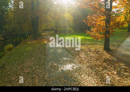 Park vicolo in autunno. È una giornata di sole, gli alberi hanno foglie gialle. Foto scattata da un'altezza utilizzando un drone. Foto Stock