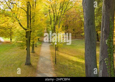 Park vicolo in autunno. È una giornata di sole, gli alberi hanno foglie gialle. Foto scattata da un'altezza utilizzando un drone. Foto Stock