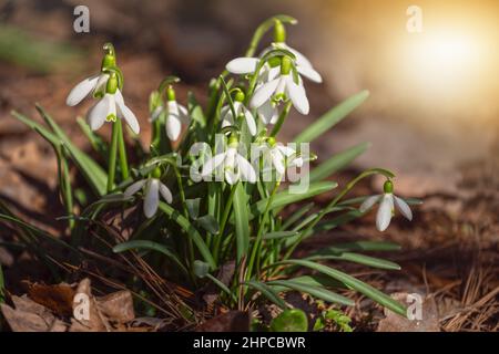 Primavera primi fiori. Galanthus o Snowdrop nella foresta di primavera Foto Stock