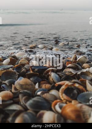 le conchiglie nella schiuma di mare sul primo piano della riva Foto Stock