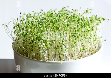 Red Clover Microgreens in una ciotola bianca, primo piano, vista frontale. Piantine e germogli freschi di Trifolium pratense. Germogli verdi e piante giovani. Foto Stock