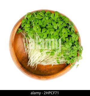 Chia microgreens in una ciotola di legno. Piantine e germogli verdi di Salvia hispanica, una pianta fiorita della famiglia della menta (Lamiaceae). Foto Stock