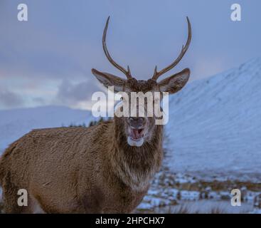Un cervo si pone per la macchina fotografica in una giornata invernale a Glencoe, Scozia Foto Stock
