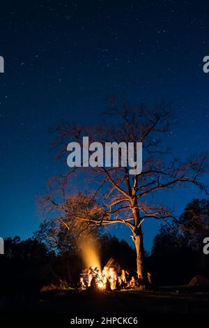 Falò sotto il grande albero e cielo notturno pieno di stelle Foto Stock