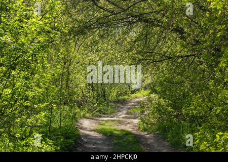 Strada sterrata in un tunnel verde nella foresta di primavera con foglie fresche piccole Foto Stock