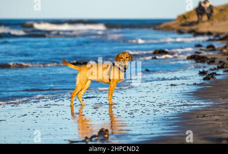 Goldlen Labrador cane sul mare in giornata di sole, Yellowcraig spiaggia, East Lothian, Scozia, Regno Unito Foto Stock