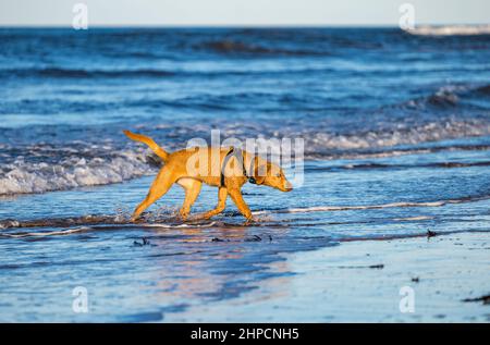 Goldlen Labrador cane sul mare in giornata di sole, Yellowcraig spiaggia, East Lothian, Scozia, Regno Unito Foto Stock