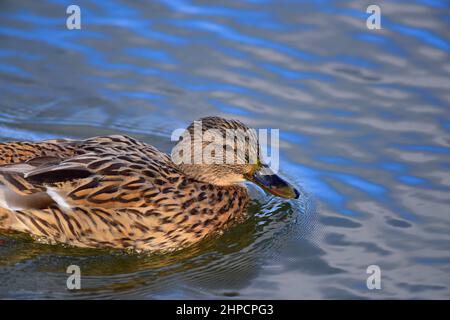 Mallard anatra o Anas platyrhynchos Foto Stock