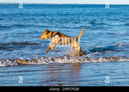 Goldlen Labrador cane saltare e correre in acqua di mare in giornata di sole, Scozia, Regno Unito Foto Stock