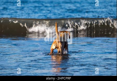 Goldlen Labrador cucciolo cane in acqua di mare watchign onda il giorno di sole, Scozia, Regno Unito Foto Stock