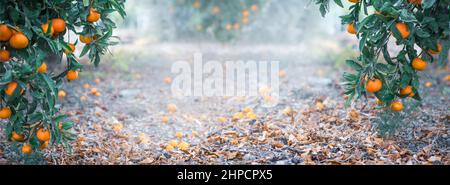 Panorama di agrumeto in inverno con frutta matura su alberi di mandarino e spazio copia Foto Stock