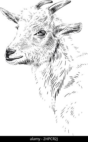 testa capra mano disegno schizzo incisione disegno modello vettore Illustrazione Vettoriale