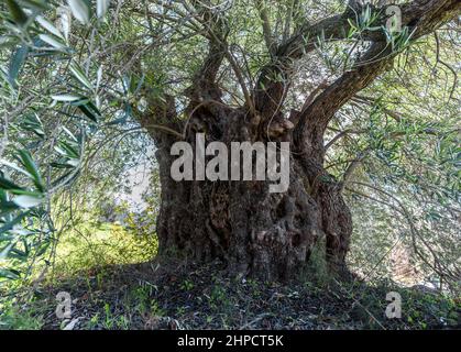 Antico olivo monumentale con corteccia e rami deformati Foto Stock