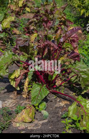 primo piano su cespugli di barbabietole rosse, giardino ecologico Foto Stock