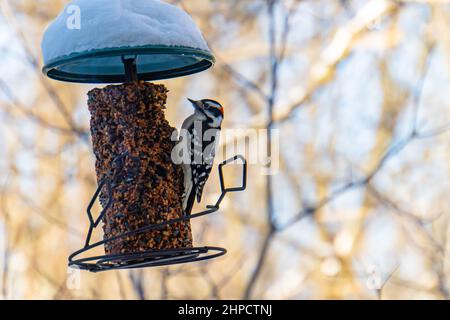 piccolo picchio rovente al feeder in inverno Foto Stock