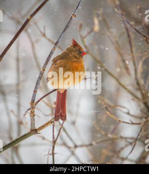 Cardinale femmina nei cespugli in una giornata invernale nevosa Foto Stock